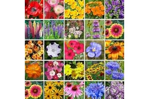 Eden Brothers Southeast Wildflower Mixed Seeds for Planting, 1/4 lb, 120,000+ Seeds with Cornflower, Blanket Flower | Attracts Pollinators, Plant in Spring or Fall, Zones 3, 4, 5, 6, 7, 8, 9, 10