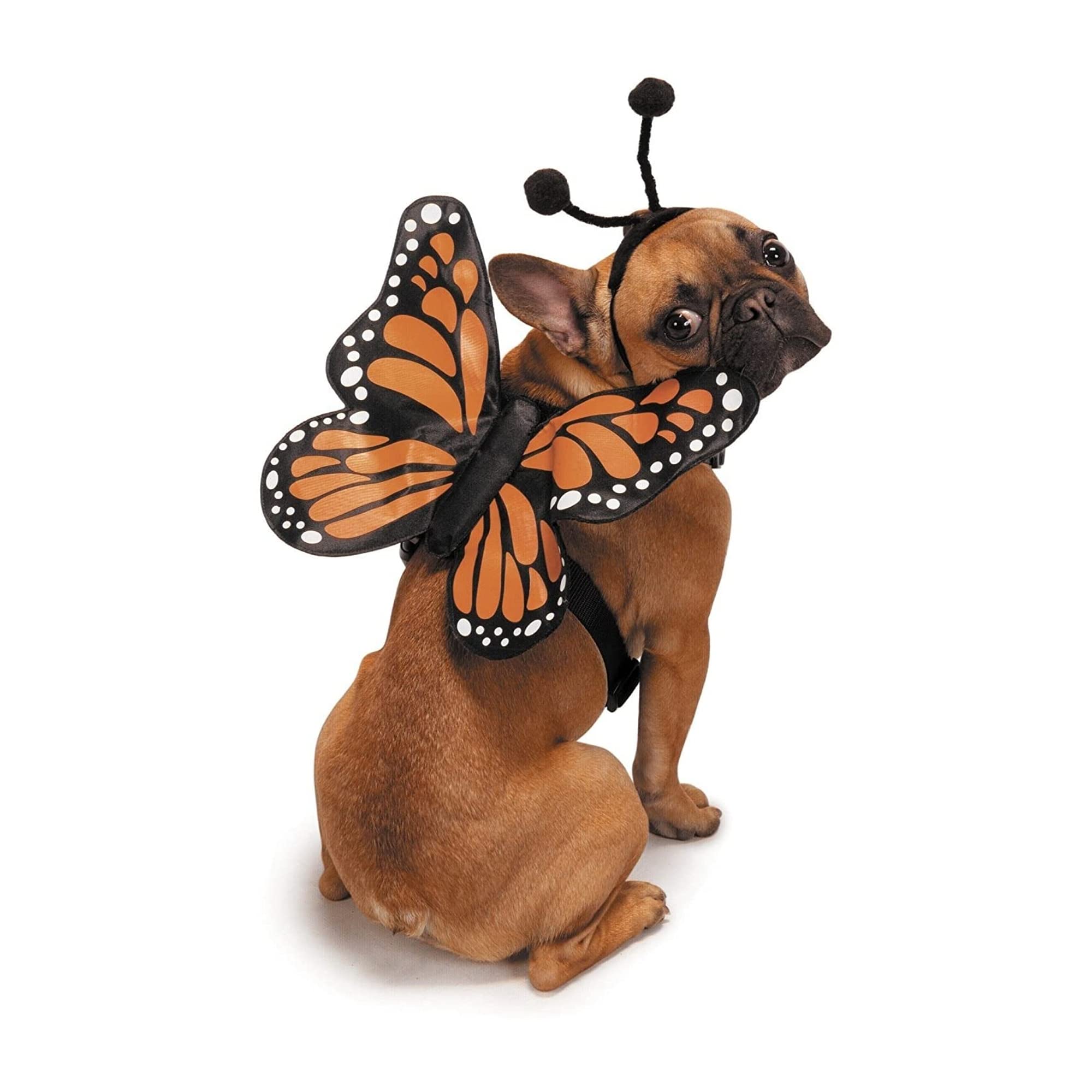 Photo 1 of Zack & Zoey Butterfly Glow Harness Costume for Dogs, Large
