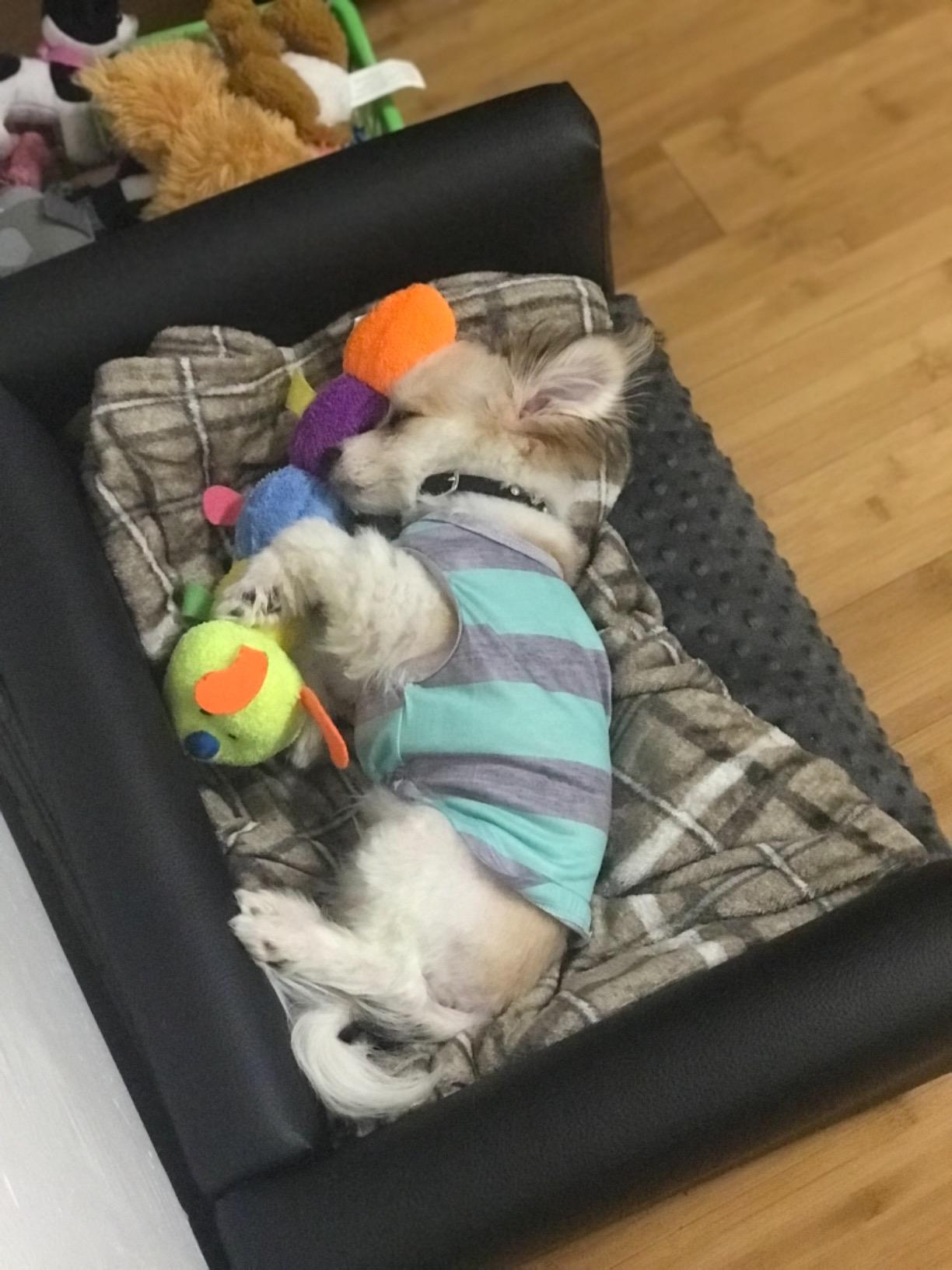 22/mo Finance Keet Fluffy Deluxe Pet Bed Sofa Buy Now, Pay Later