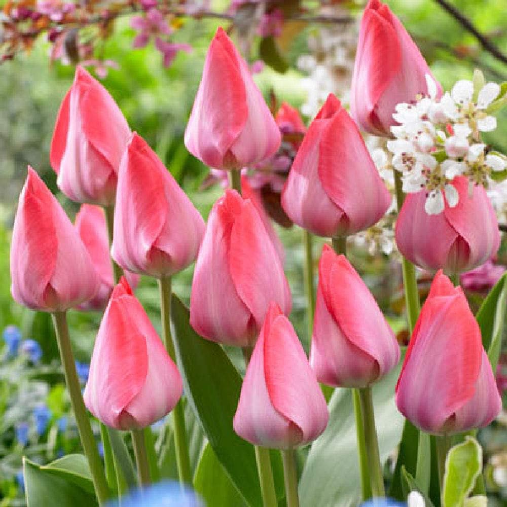 Viridis Hortus - 10 x Van Eijk Darwin Hybrid Tulip Bulbs