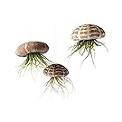 Air Plant Flying Jellyfish School of 3 with 2 oz. Fertilizer