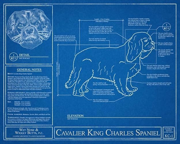 blue cavalier king charles spaniel