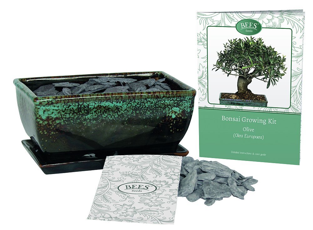 Grow Your Own Bonsai Tree Kit Gift Set 3 Tree Varieties