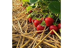 CZ GRAIN Wheat Straw Garden Mulch - Great for Strawberry Patch and Vegetable Garden Mulch - All Natural, Non-GMO (12 Ounces - 4 Sq. Ft.)