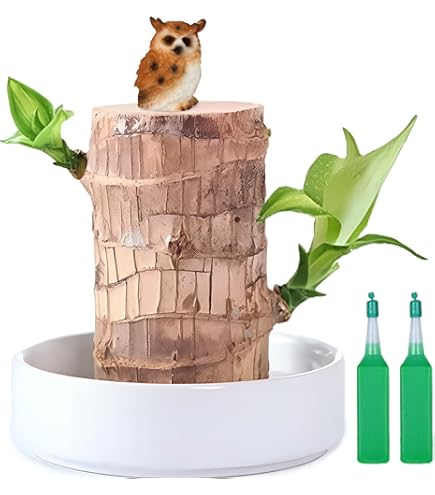 Mini Plante En Bois Brésilienne Porte-bonheur - Décoration De Bureau