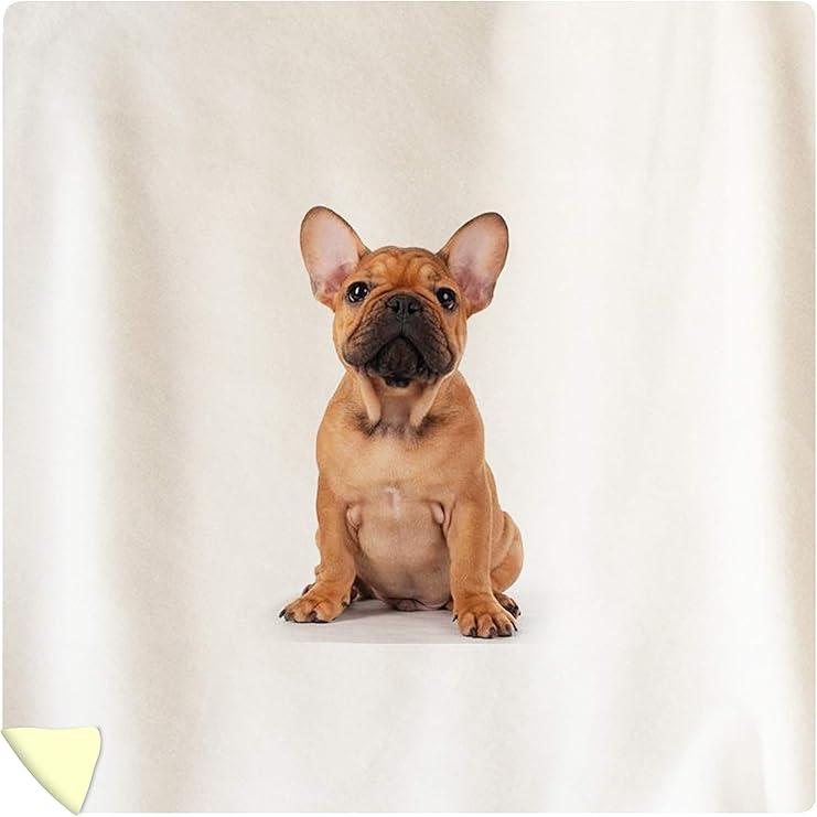 white and tan bulldog