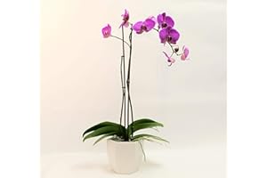 Athena's Garden 5" Phalaenopsis Orchids, Purple Blooms and Premium Container, One Size