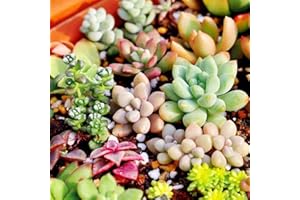 150pcs Mixed Succulent Seeds Lithops Rare Living Stones Plants Cactus Pot Plant