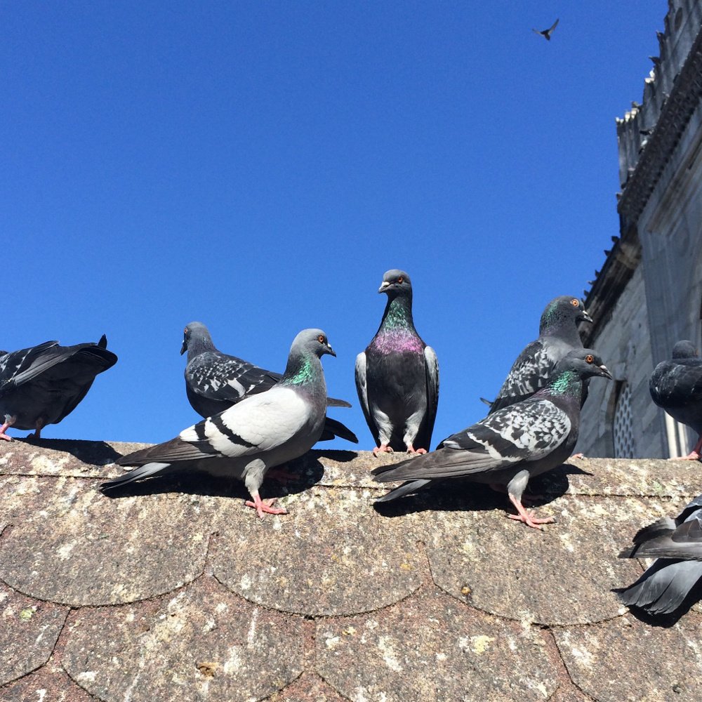 Marder vertreiben Batteriebetrieb Hunde ISOTRONIC Tierabwehrgerät