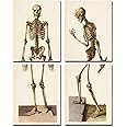Two Skeletons - Antique Science Lab Wall Prints, Classic Medical Orthopedic and Nursing Student Accessories, Horror Theme Halloween Party Decor and Gift, Set of 4 Photos 8x10 Unframed Art Print Poster