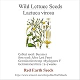 Wild Lettuce/Lactuca virosa -20 Seeds
