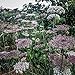 Certified Organic Dara Queen Anne's Lace Flower Seeds (~400): Non-GMO,
