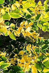 Ligustrum Japonicum Howardi - 1 Live Quart Size