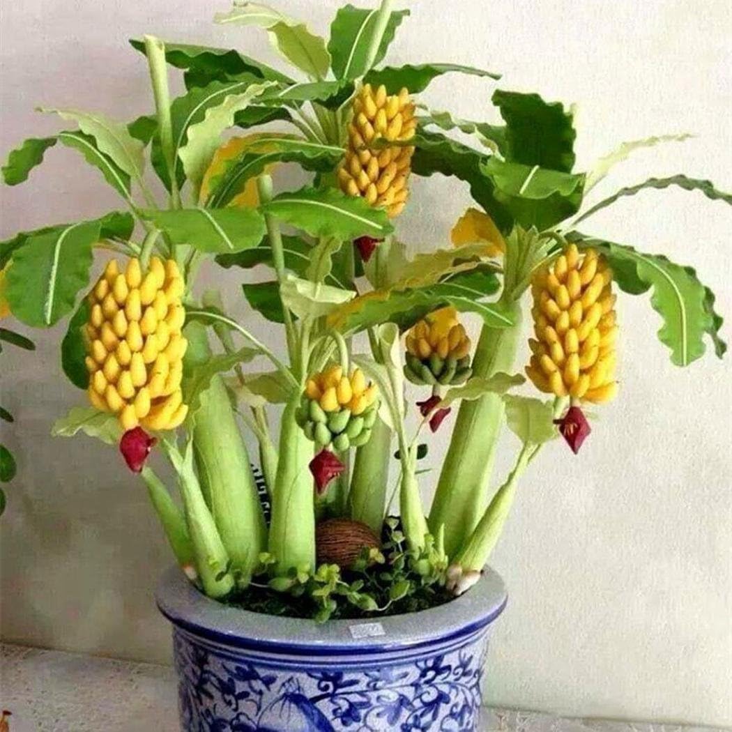 Foulon Seeds Banana Tree Seeds Mini Bonsai Fruit Rare Dwarf Exotic Home Garden Plants (30Pcs/Pack)