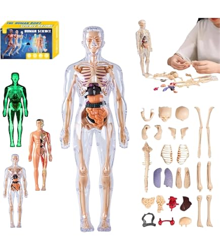 KUYYFDS Modelo de Cuerpo Humano para niños 13 x 19 Adorable muñeca de anatomía con Ropa Juguetes Peluche órganos extraíbles Juguetes educativos interactivos Kit Ciencia órganos corporales para ni KUYYFDS Modelo de Cuerpo Humano para niños 13 x 19 Adorable muñeca de anatomía con Ropa Juguetes Peluche órganos extraíbles Juguetes educativos interactivos Kit Ciencia órganos corporales para ni