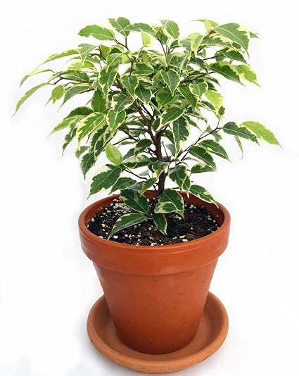 Weeping Fig
