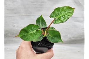 Philodendron Billietiae,Billie, Philidor aka Philodendron Emerald Vine Live Rare Exotic Tropical Indoor House Plants in 3 inch Nursery Plant Pot for Home and Office by 3exoticgreen