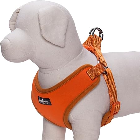 pictures of goldendoodles