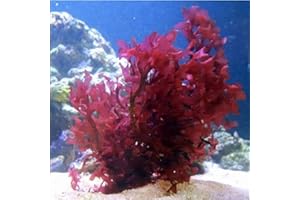TRUBLU SUPPLY Live Saltwater Gracilaria Pom Pom Red Macro Algae 1 Inch Frag Refugium Copepods Amphipods