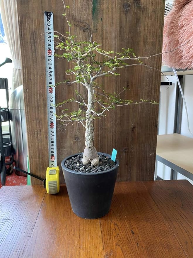 Amazon Co Jp 超希少 オペルクリカリア デカリー 発根済み 美株 塊根植物 多肉植物 コーデックス ホビー