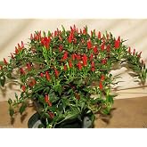 Small Thai Chili Hot Pepper Seeds - Hot Heirloom Chili from Thailand(25 - Seeds)