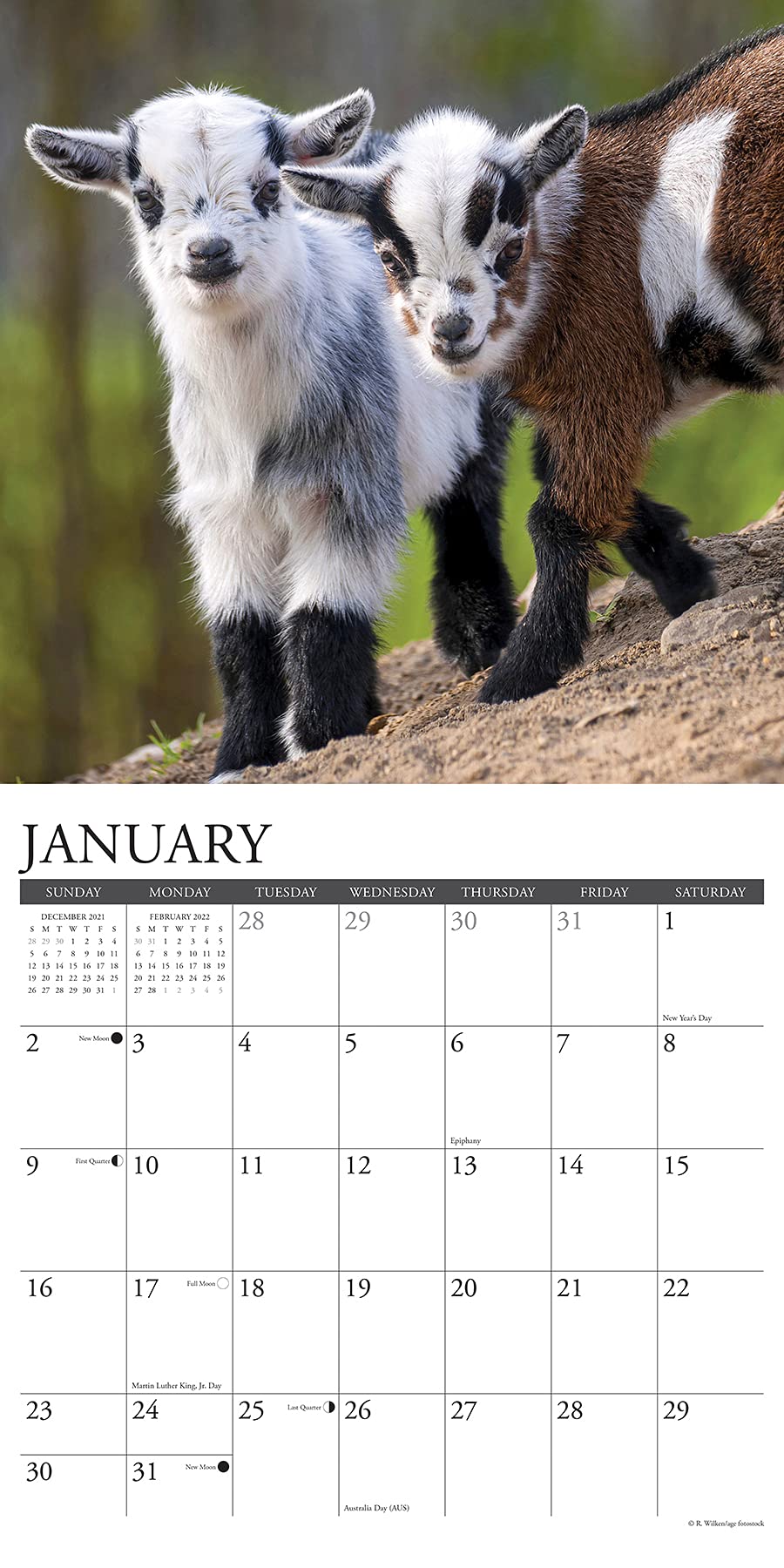 Goat Calendar 2022 Baby Goats 2022 Wall Calendar: Willow Creek Press: 9781549216763:  Amazon.com: Books