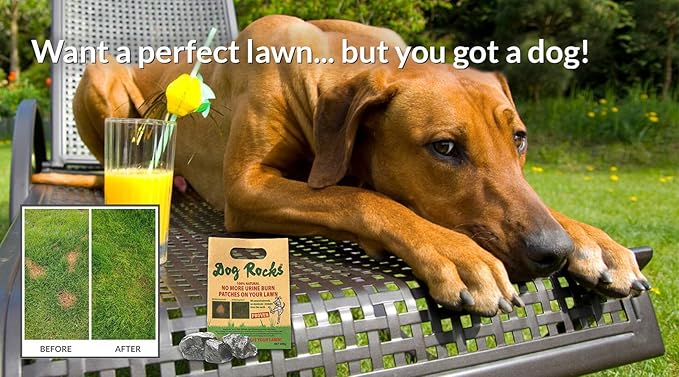 dog rocks water bowl treatment