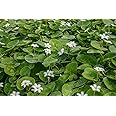 White Snowflake | Surface Pond Plants - Easy Water Garden Plants