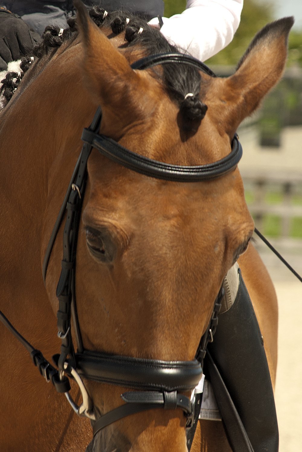 Rhinegold Comfort Bridle - Pony - Black