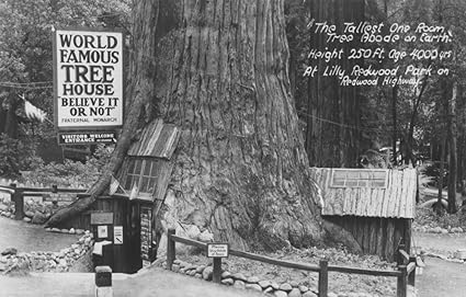 Amazon Com Lilly Redwood Park Tree House California Photograph