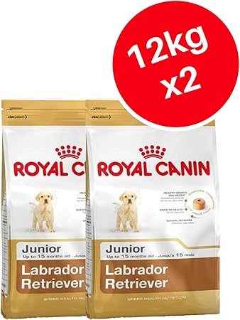 labrador retriever junior