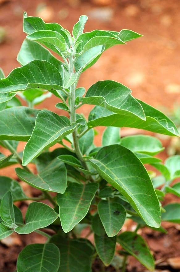 50 Ashwagandha Withania Somnifera Indian Ginseng Seed Winter Cherry Seeds Hlpsocialsquare Com