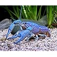 Live Blue Procambus Alleni Crayfish for Fish Tank Pond or Aquarium