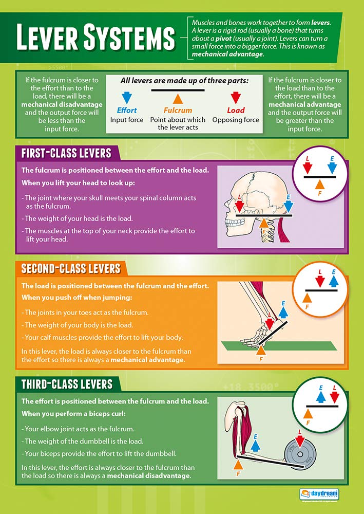 Daydream Education Lever Systems | PE Posters | Gloss Paper measuring 850mm x 594mm (A1) | Physical Education Charts for the Classroom | Education Charts