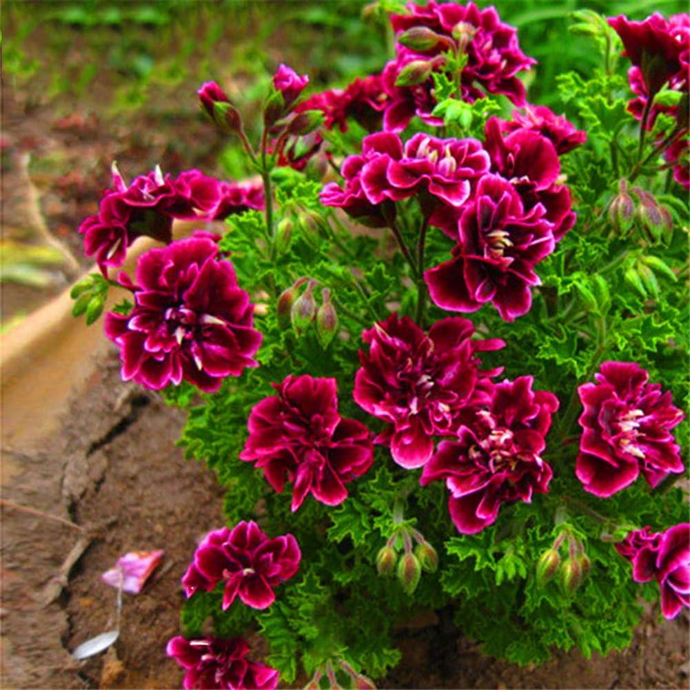 Chicoco Seeds, Flower Seeds, Garden Decorations - Geranium Seeds20Pcs Geranium Flower Seeds Planting Home Bonsai Garden Decoration Beauty