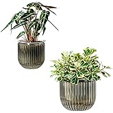 Self Watering Plant Pots for Indoor Flower Pots, 8.3/5.3 Inch 2 Pack Planters Plant Pots Indoor with Drainage for Houseplants