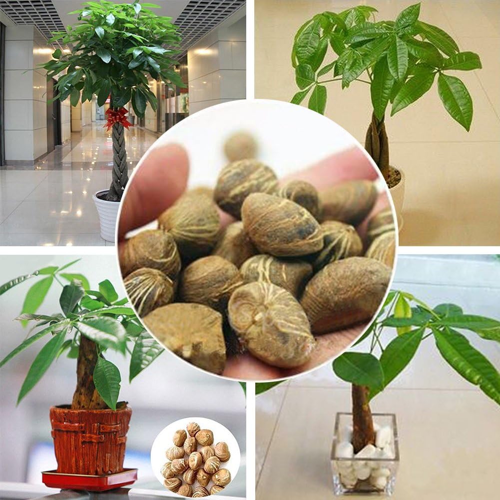good01 Mini Pachira Macrocarpa Flower Seeds"Money Fortune" Tree Potted Bonsai Indoor Plant Decor