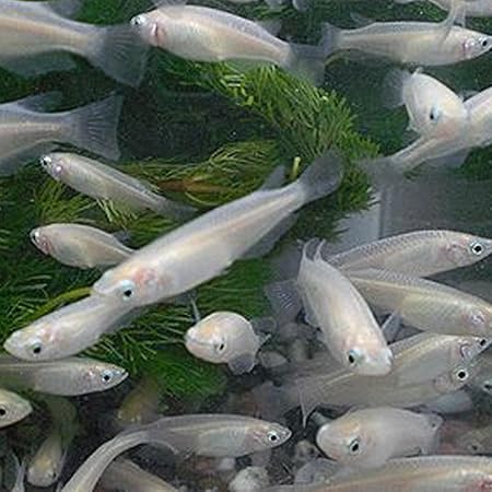 生体 シロメダカ 30匹 めだか シロメダカ 白メダカ Emuwai Emuwai 観賞魚 水中生物 通販 Amazon