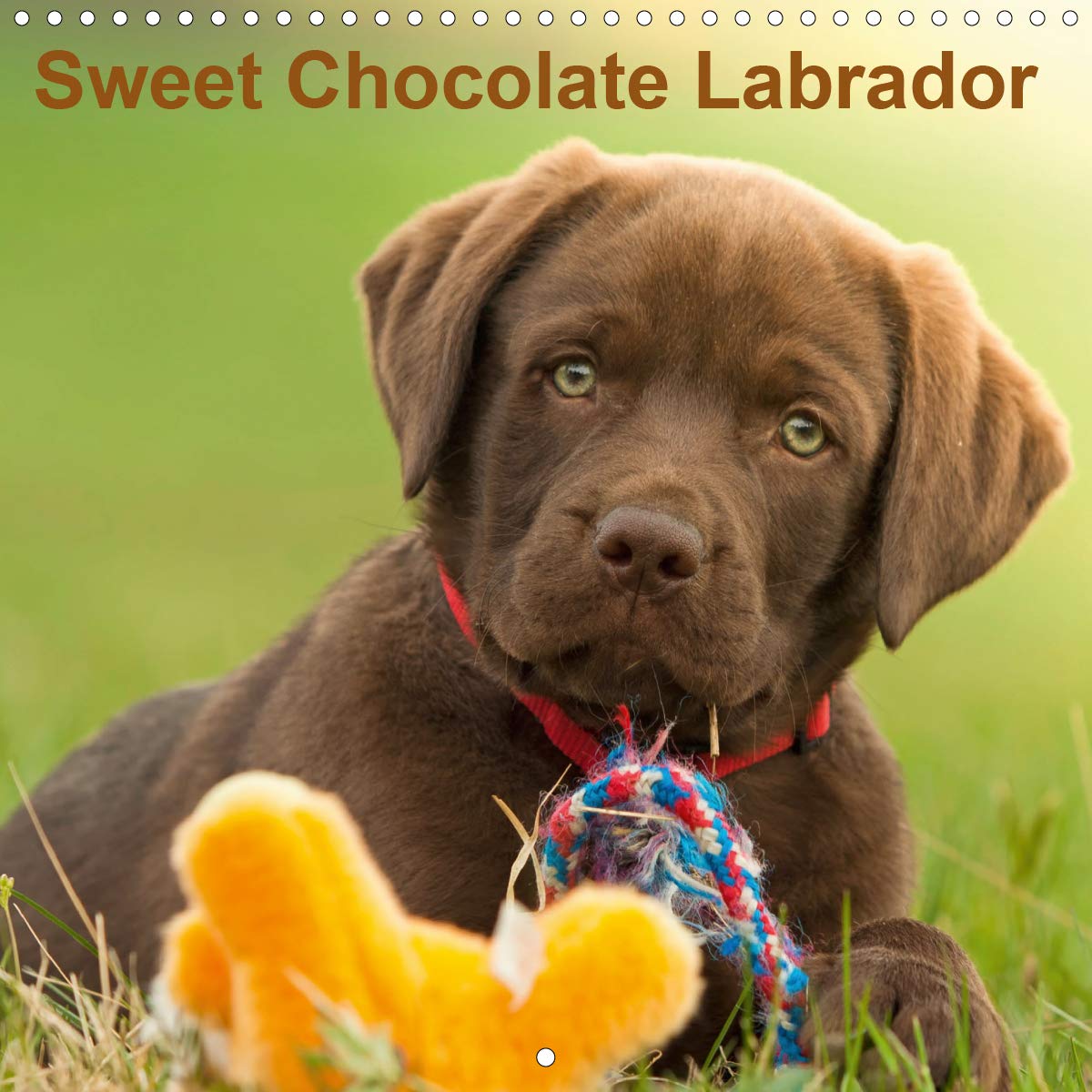 mini chocolate labrador