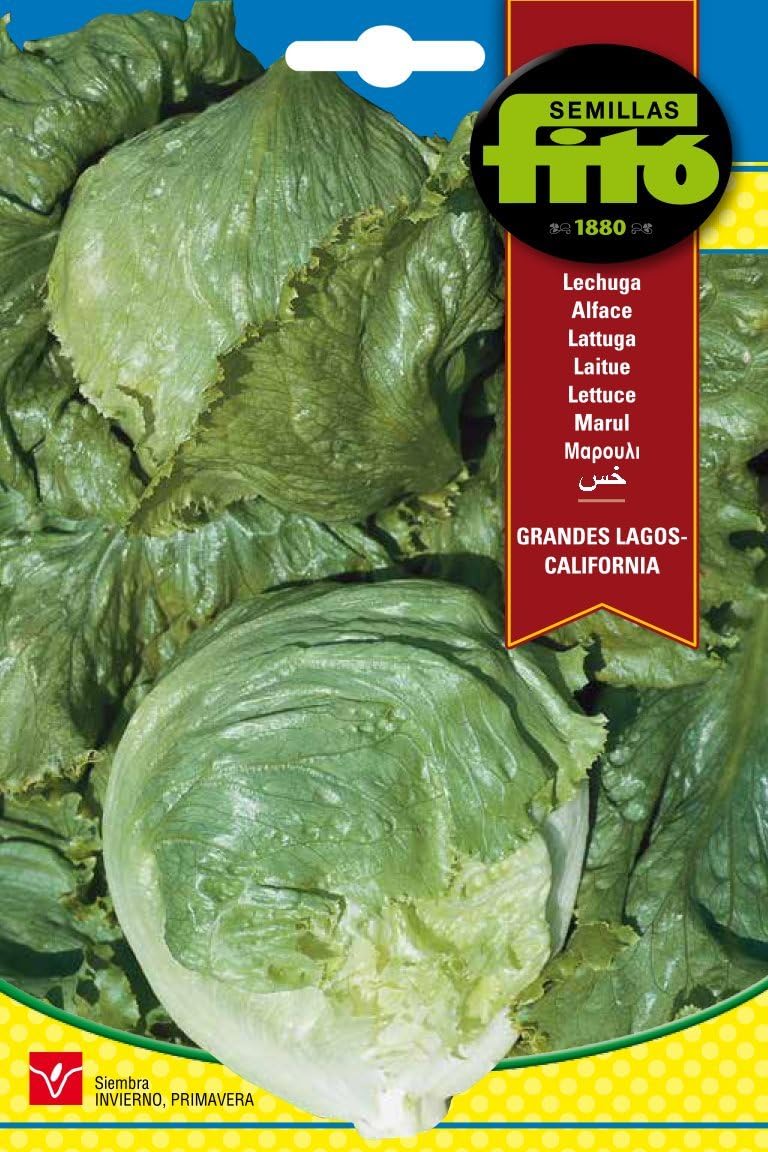 Semillas Fitó 209 - Semillas de Lechuga Grandes Lagos California ...