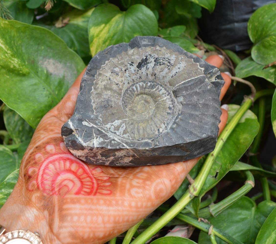 Shiva Lingam Shop Rare Sheshnag Shaligram Ammonite Fossil Hinduism Religion Gandaki River Nepal ~I-4884