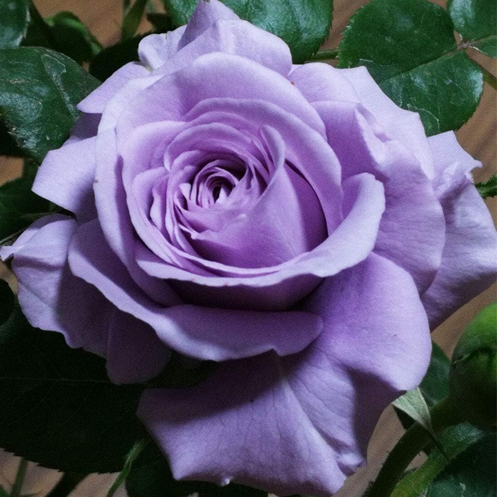 Light Purple Rose Seeds 100+（Rosa Rugosa Thunb）Easy Grow Rose Flower