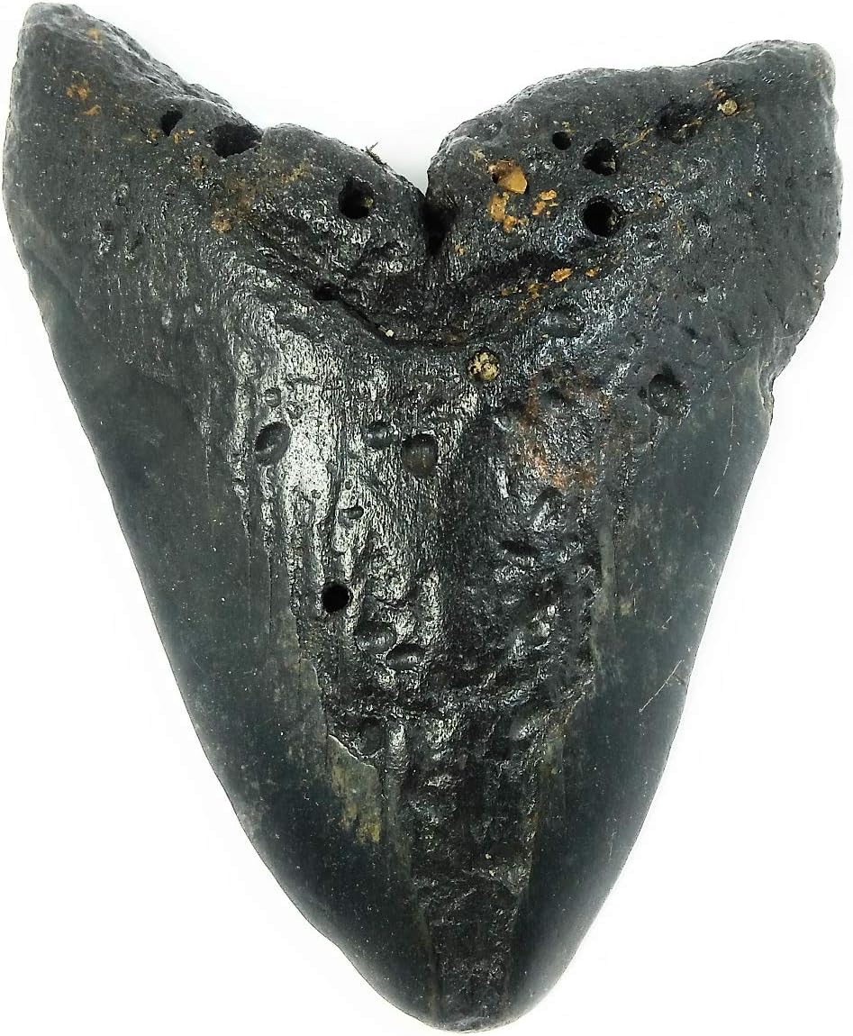 Exact Tooth as Shown in Image - Gargantuan Monster Megalodon Fossilized Shark Tooth with a Free 8-1/2" x 11" Certificate of Authenticity and Custom Acrylic Tooth Stand (4.919")