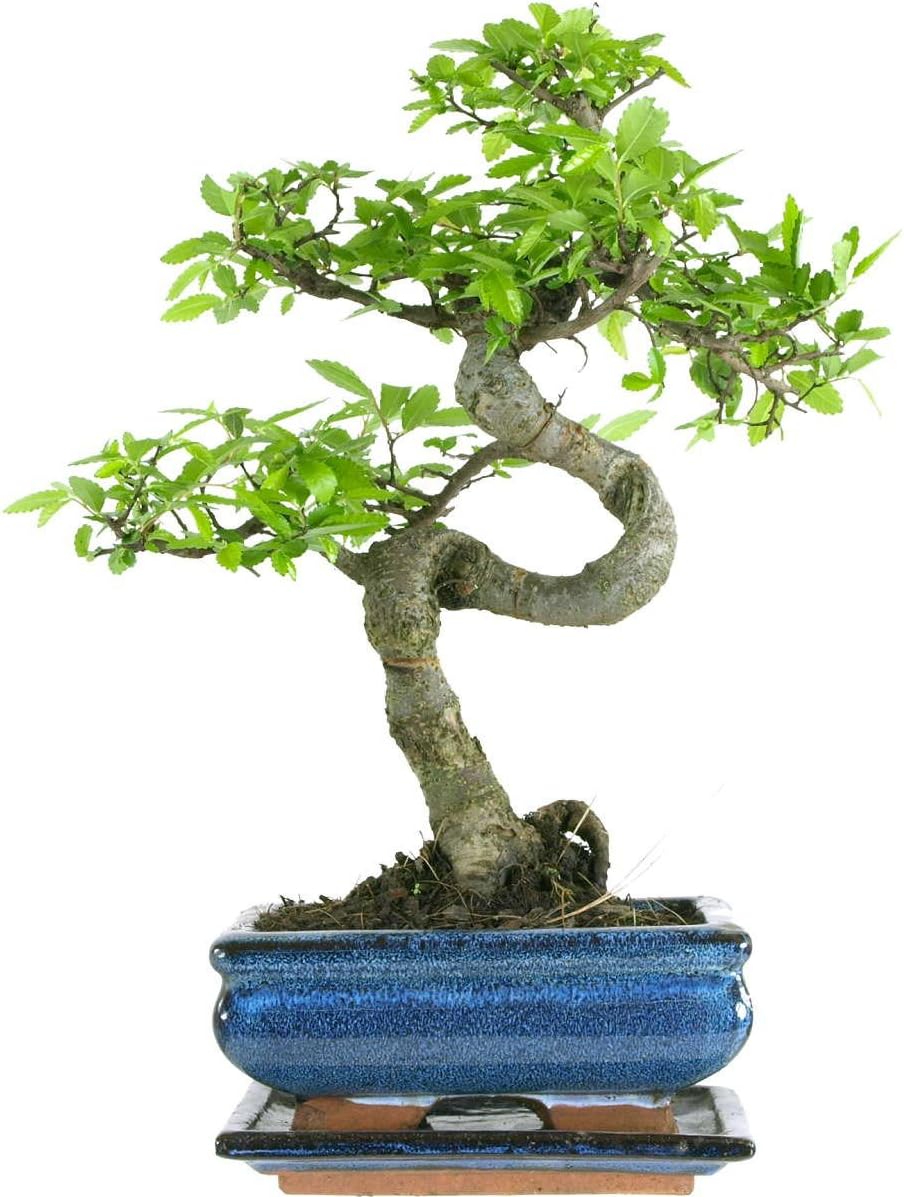 Chinese Elm Bonsai 7 Years 27-32 Centimetres Generic Brand