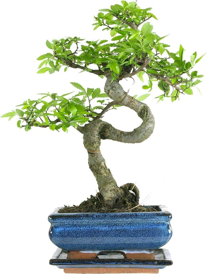 Chinese Elm Bonsai 7 Years 27-32 Centimetres Generic Brand