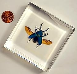 2.9" Real Lamprima Adolphinae Jewel Stag Beetle