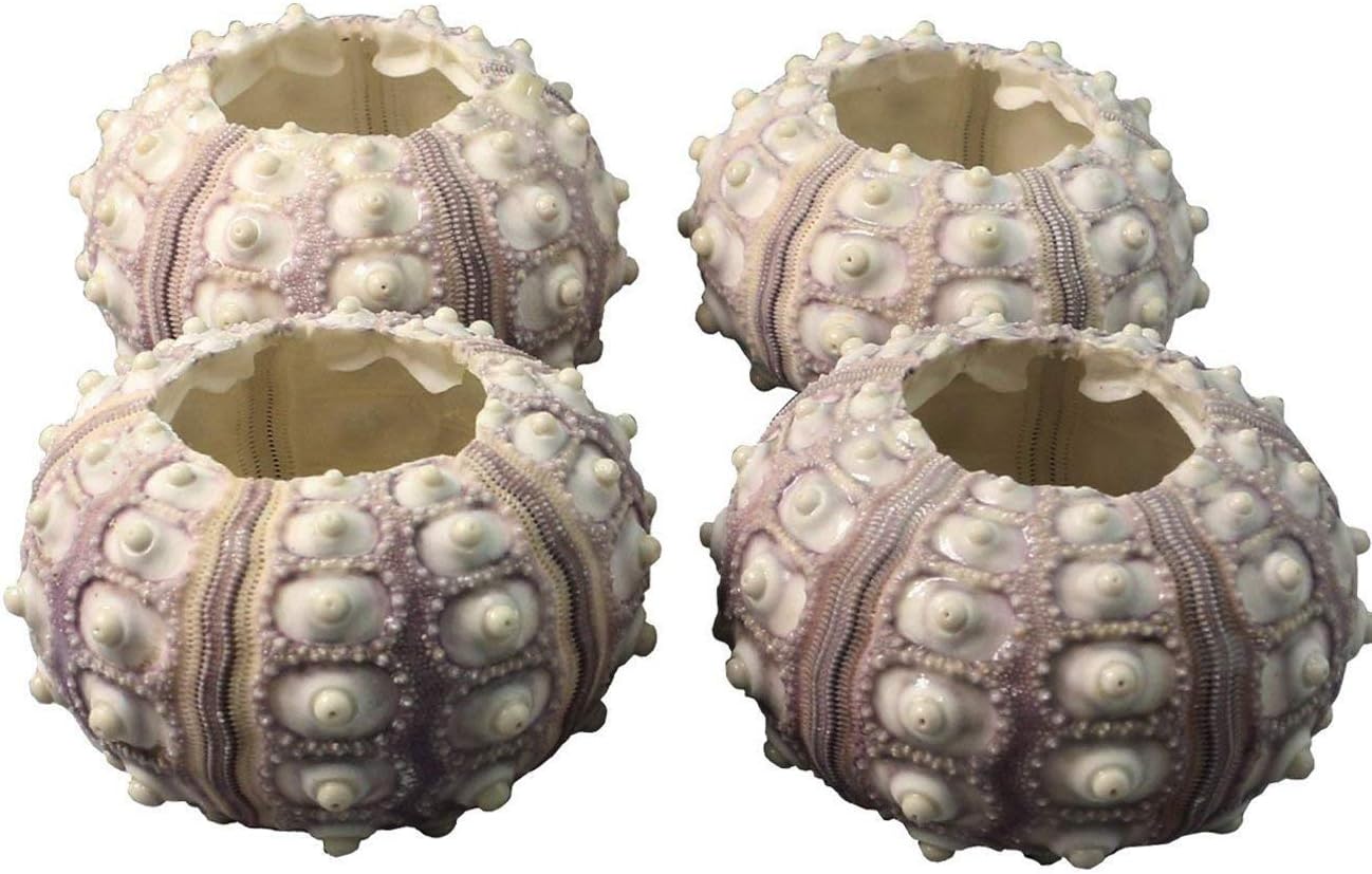Amazon Com Tinawood 4pcs 2 3 Purple Sea Urchin Shell Sputnik