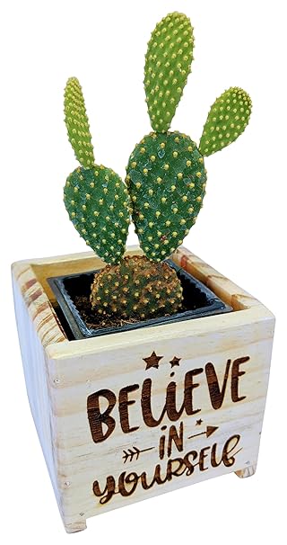 EDENZSTUDIO Small Wooden Box Planter Laser Engraved - Believe in Yourself (Pack of 5)