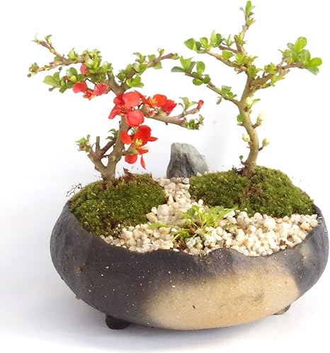 Amazon Co Jp 年に数回可憐な花が楽しめます 紅白長寿梅の寄せ植え盆栽 炭化焼締鉢 ホーム キッチン Amazon Co Jp 年に数回可憐な花が楽しめます 紅白長寿梅の寄せ植え盆栽 炭化焼締鉢 ホーム キッチン