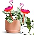 Self-Watering Glass Globes 2PCS Flamingo Gradient Hot Pink 10" Long Hand Blown Bulbs Pot Plant Waterer Home Indoor Outdoor Garden Patio Hanging Flower Spike Decorative Automatic Irrigation System